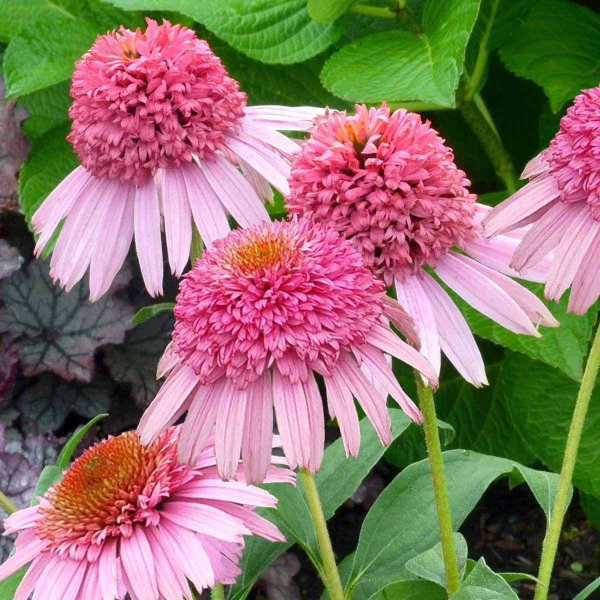Coneflower Live Plant - 'Butterfly Kisses' Echinacea purpurea - Pink Double Flowers - Perennial for Garden & Pollinators