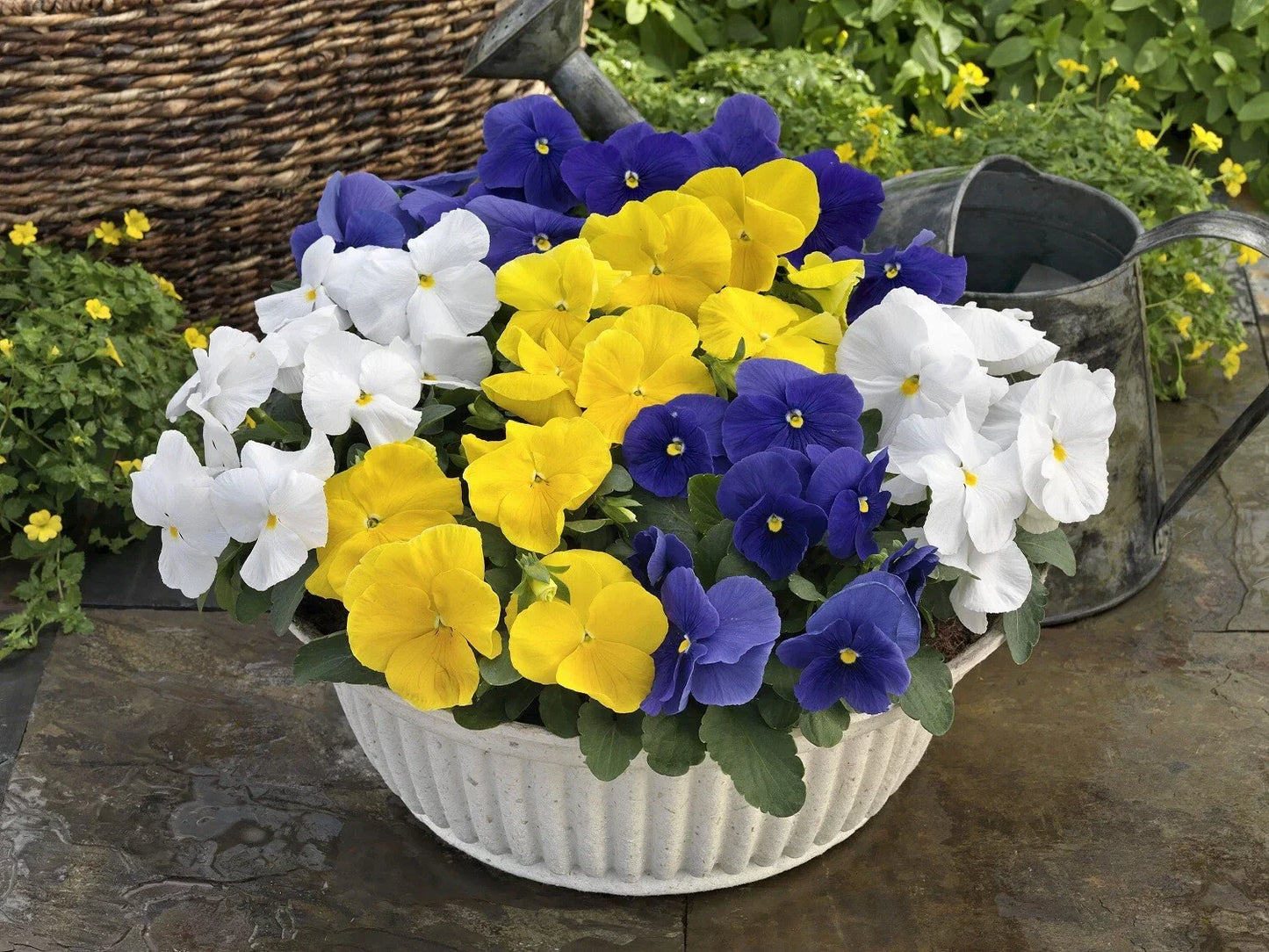 Pansy Seeds - 50 Count Majestic Giant Clear Mix - Viola tricolor var. hortensis Flower Seeds for Garden, Containers, Borders