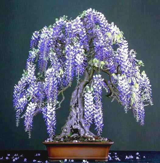 Chinese Blue Wisteria Seeds - 10 Pack, Wisteria sinensis, Blue Flowering Hardy Vine for Garden, Bonsai, Trellises & Arbors