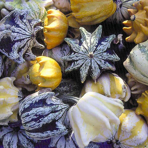 Ten Commandments Gourd Seeds - 25+ Fresh Ornamental Cucurbita pepo Vining Seeds for Garden Decor and Fall Crafts