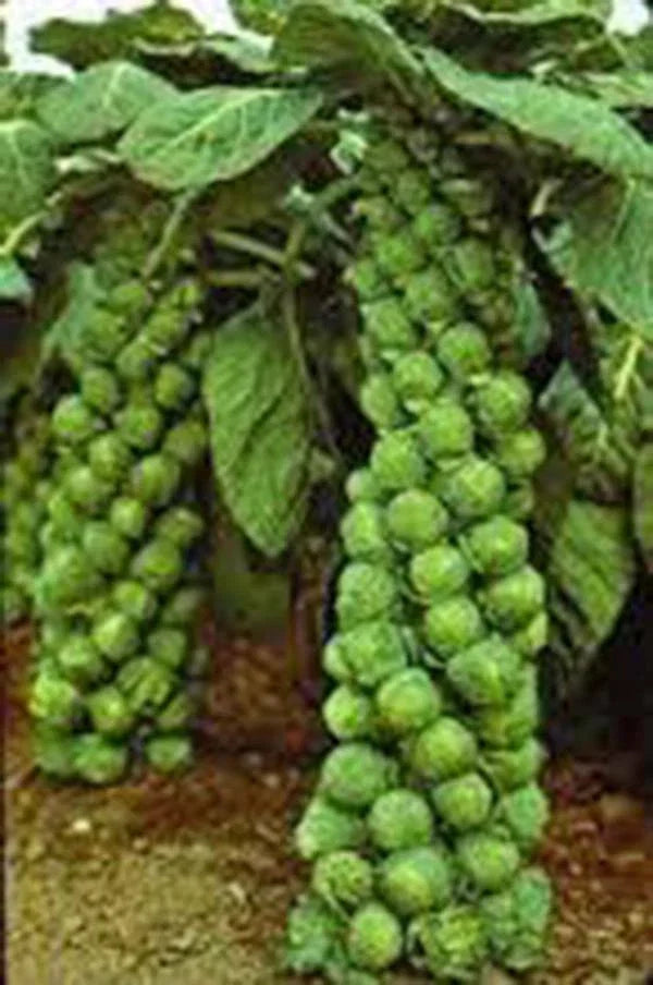 Brussels Sprout Seeds 500 Count Non-GMO Organic Heirloom Brassica oleracea var. gemmifera for Vegetable Garden