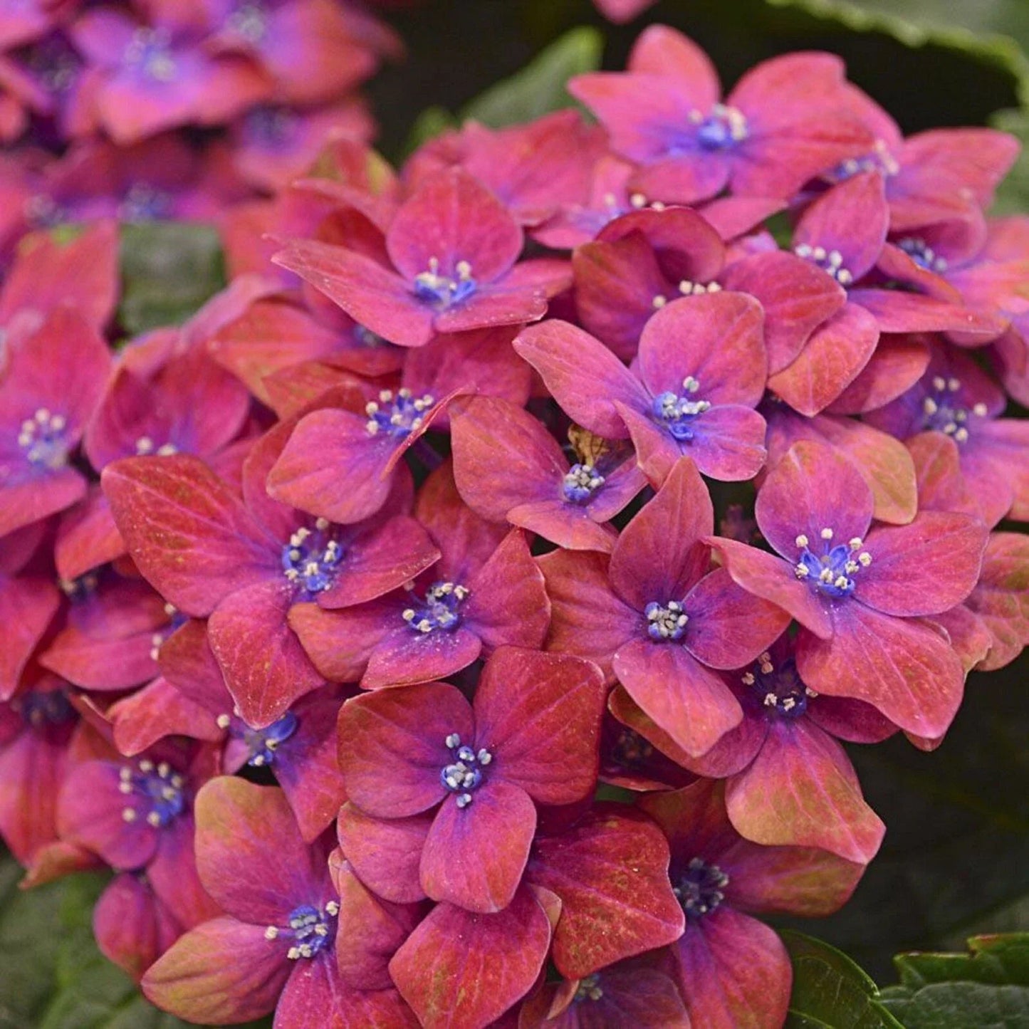 Pink Blue Hydrangea Seeds - Perennial Flower Seeds for Borders & Containers - Hydrangea macrophylla - Hardy Garden Plant Seeds