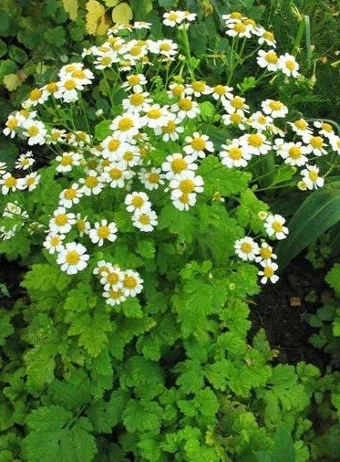 Feverfew Herb Seeds - 100+ Pack, Tanacetum parthenium, Perennial, White Flowers, Butterfly & Bee Attractant, Easy to Grow