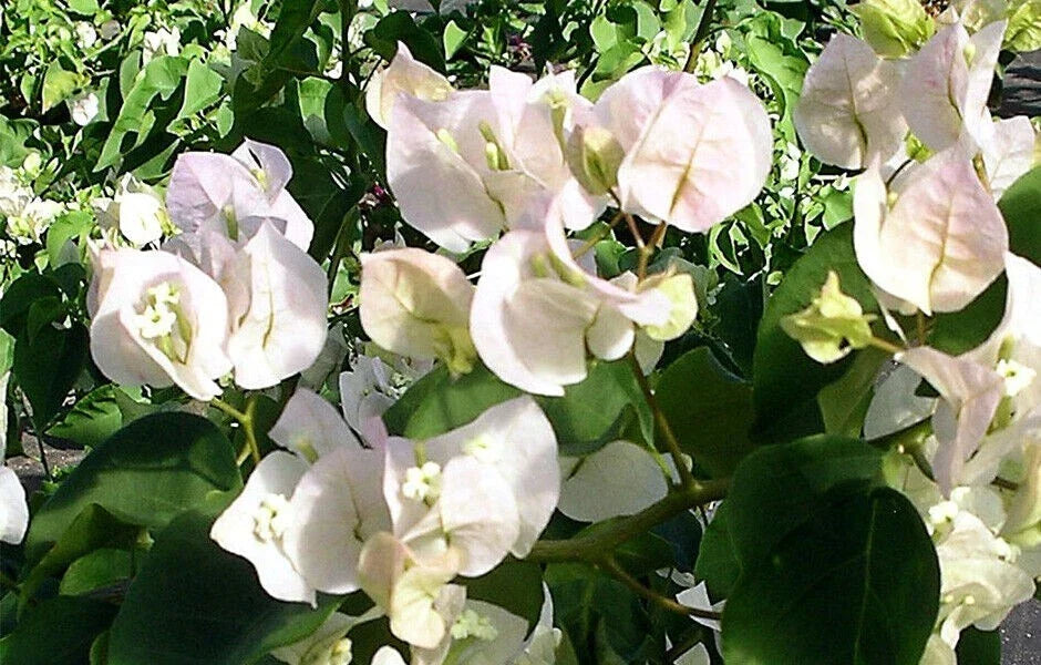 Bougainvillea Starter Plant Vera White | Rare Bougainvillea glabra with White Bracts | Drought-Tolerant Garden Plant
