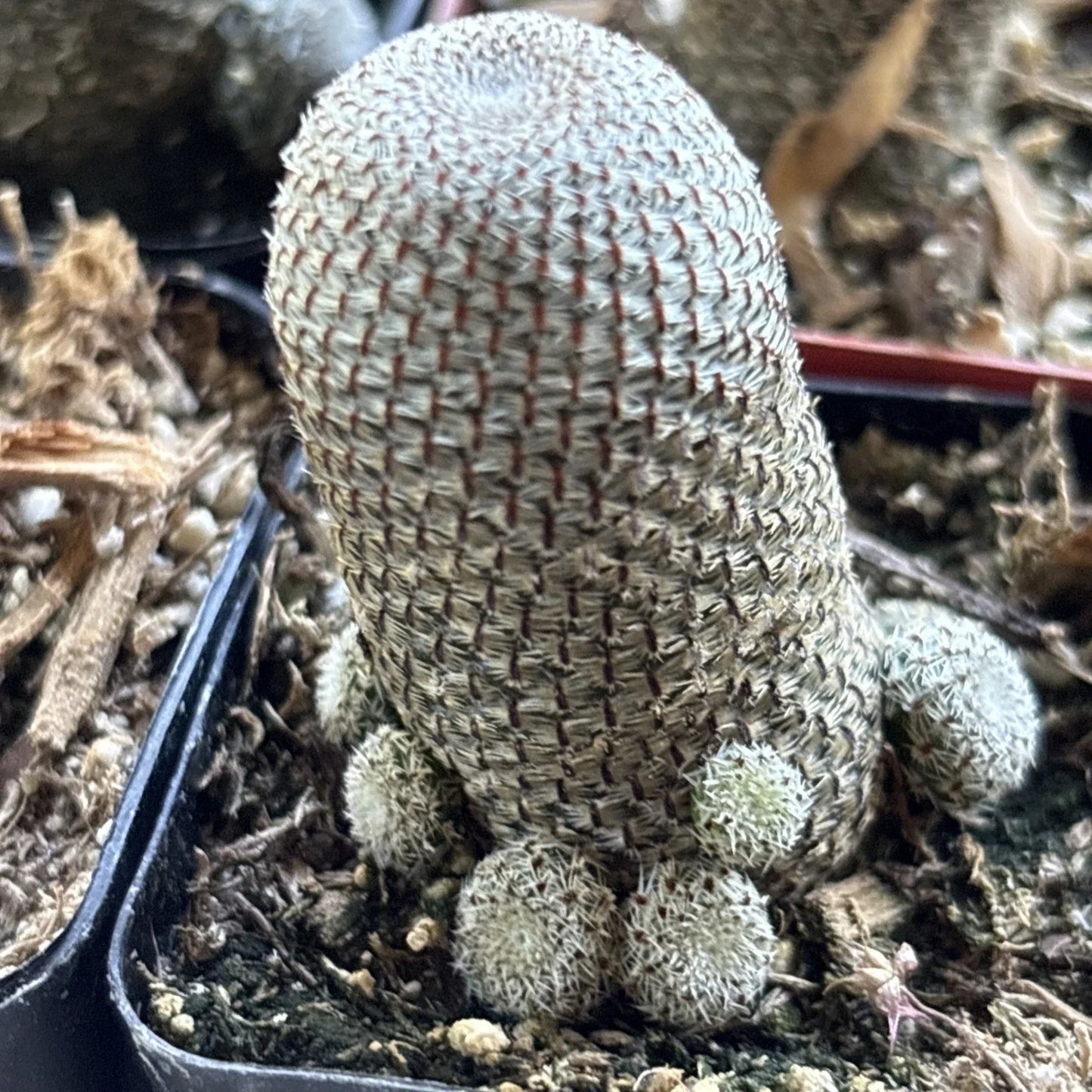 Rebutia heliosa Cactus - Rooted 2-inch Pot - Colorful Succulent for Indoor Gardening - Easy Care Plant