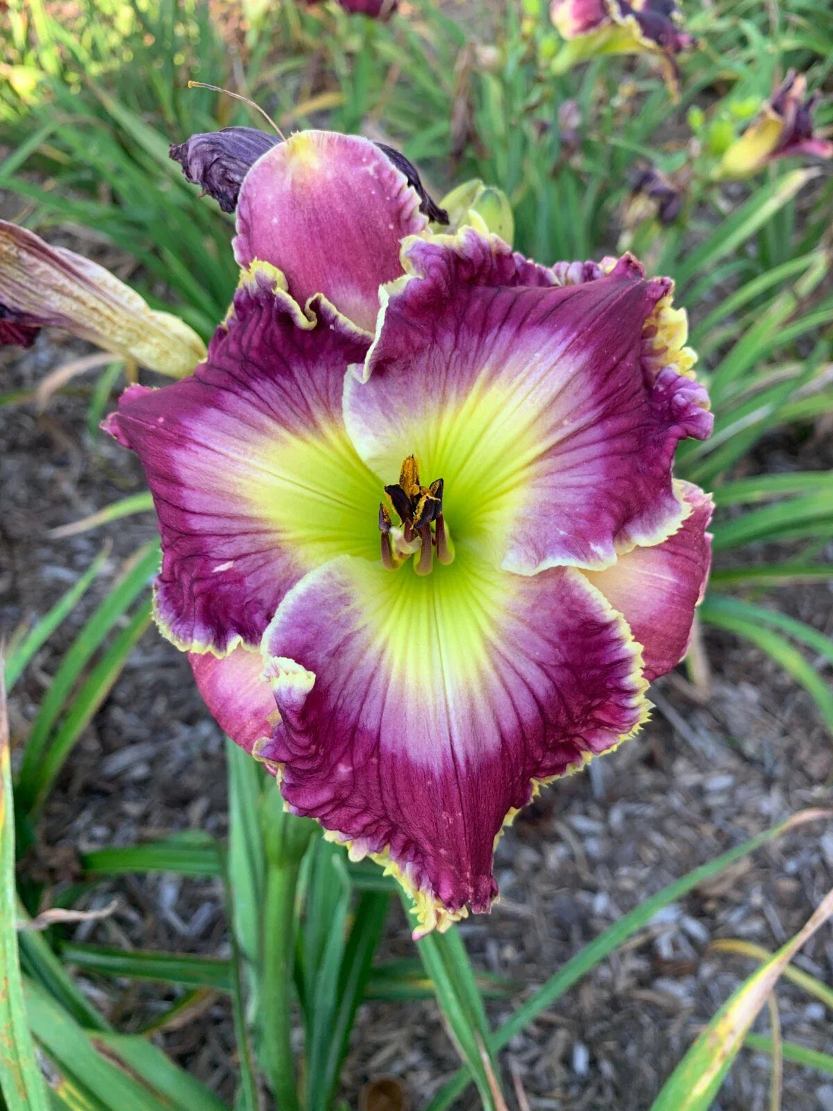 Mixed Daylilies Bare Root Plants – 50 Premium Varieties for Garden Hemerocallis