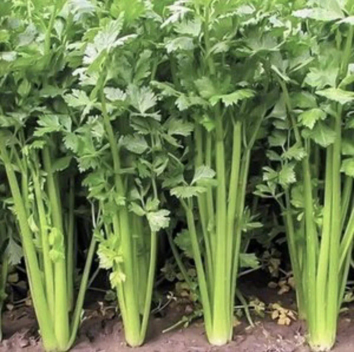 Chinese Celery Seeds - Non-GMO Heirloom Vegetable Seeds for Home Gardening, Apium graveolens, 300+ Seeds