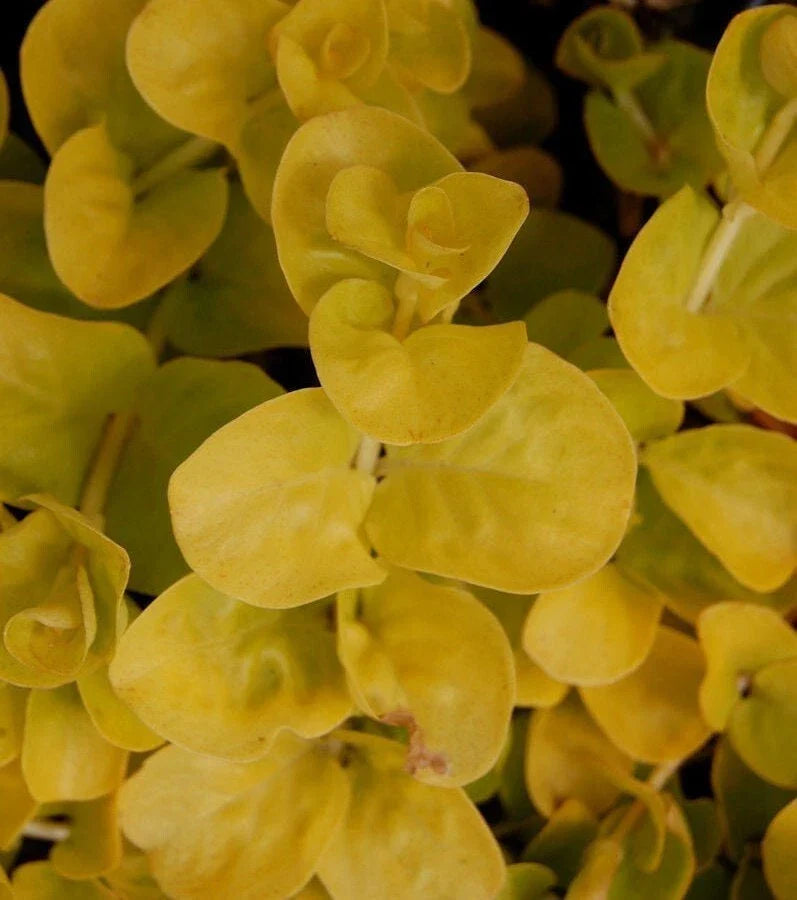 Golden Creeping Jenny Plant - 4" Pot, Lysimachia nummularia 'Aurea', Ground Cover, Bright Golden-Yellow Foliage, Hardy Perennial