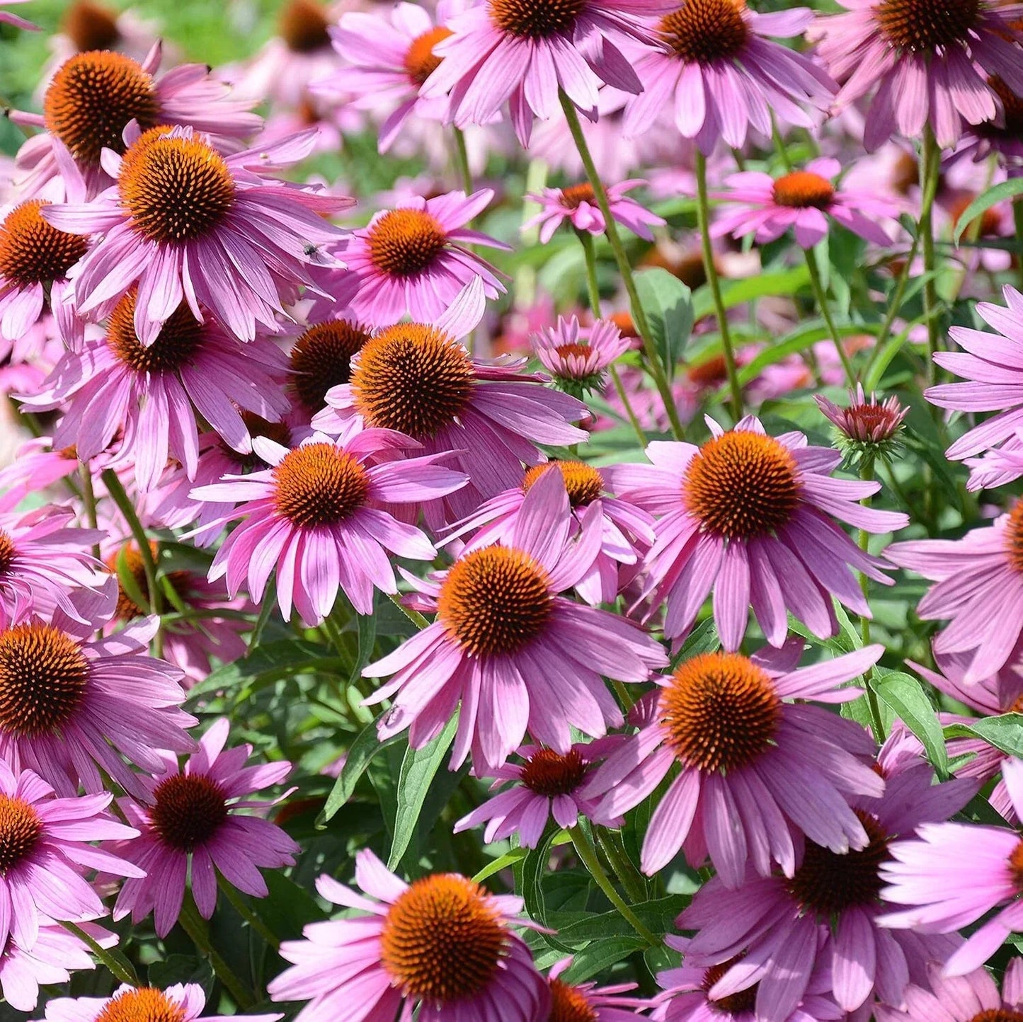 Echinacea Seeds 1000 Count Purple Coneflower Wildflower Seeds Perennial Garden Flower Echinacea purpurea