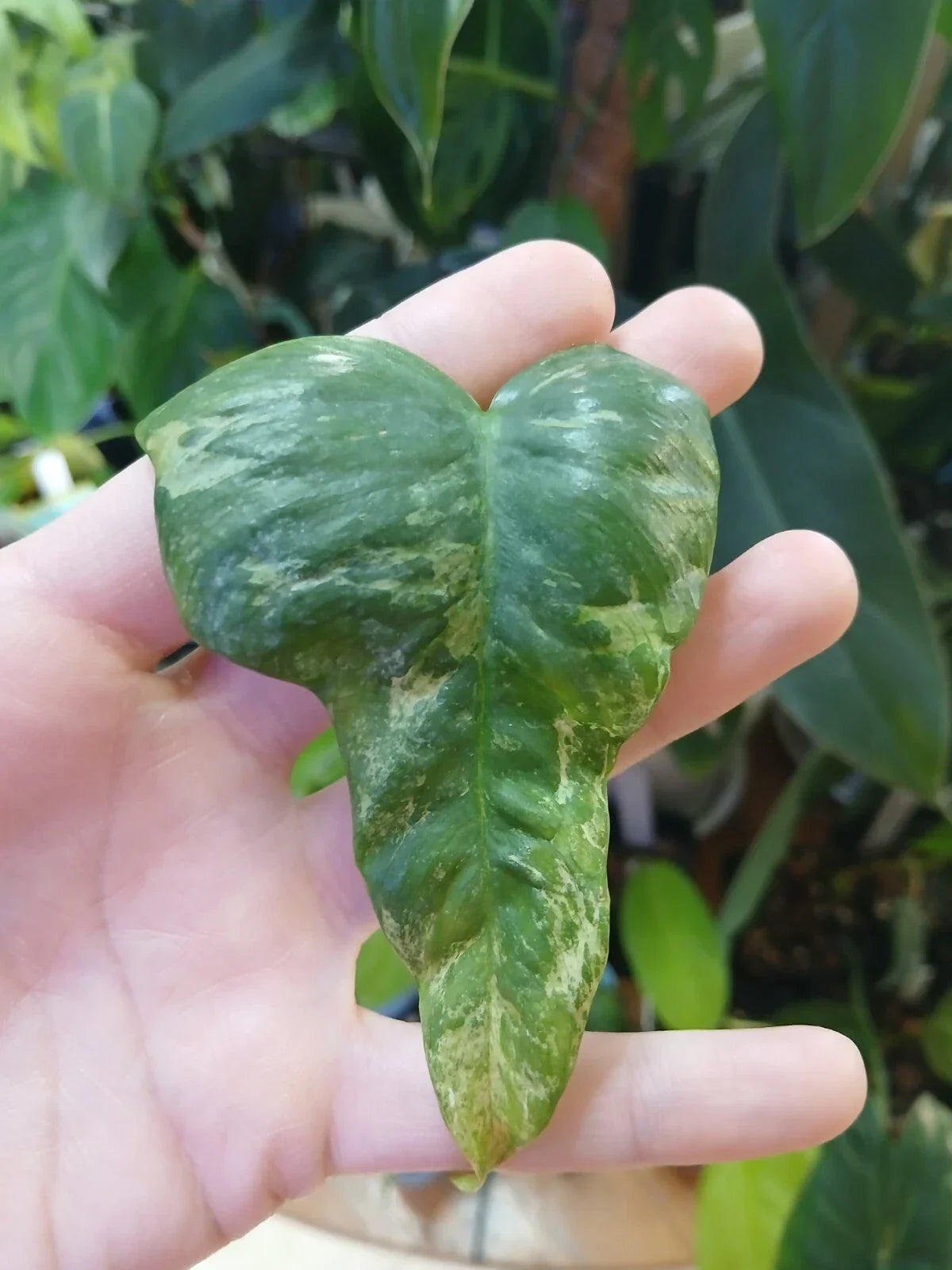 Philodendron 'Splash Gordon' Unrooted Cutting - Rare Variegated Bipennifolium Cream Indoor Plant, Houseplant, Propagation