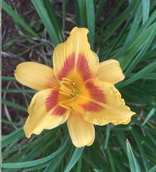 Daylily Plants - 4 Plump Red Eye Stella de Oro Hemerocallis 'Stella de Oro' Bare Root for Garden Borders & Containers