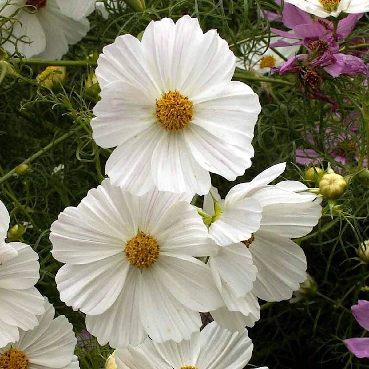 Cosmos Wildflower Seeds 1/4 lb Purity Mix Mylar Packet - Attract Pollinators - Everwilde Farms