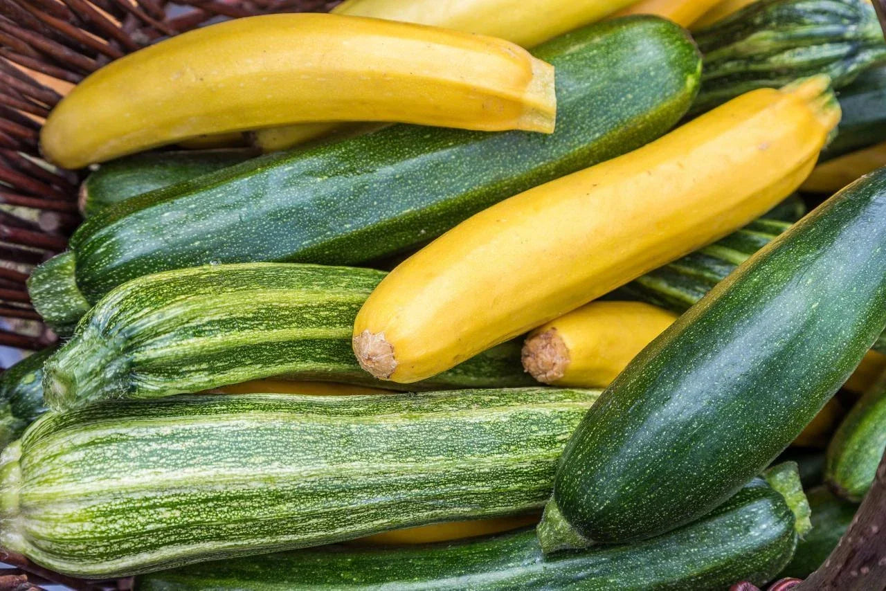 Zucchini Seeds Mixture - Organic Non-GMO Cucurbita pepo Varieties for Home Gardening - Pack of 50 Seeds