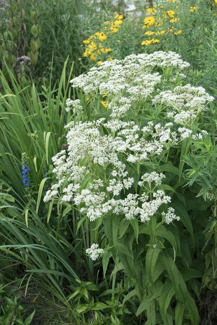 Tall Boneset Seeds - Eupatorium altissimum, Native Wildflower, Pollinator Friendly, 300+ Premium Seeds for Gardens and Meadows