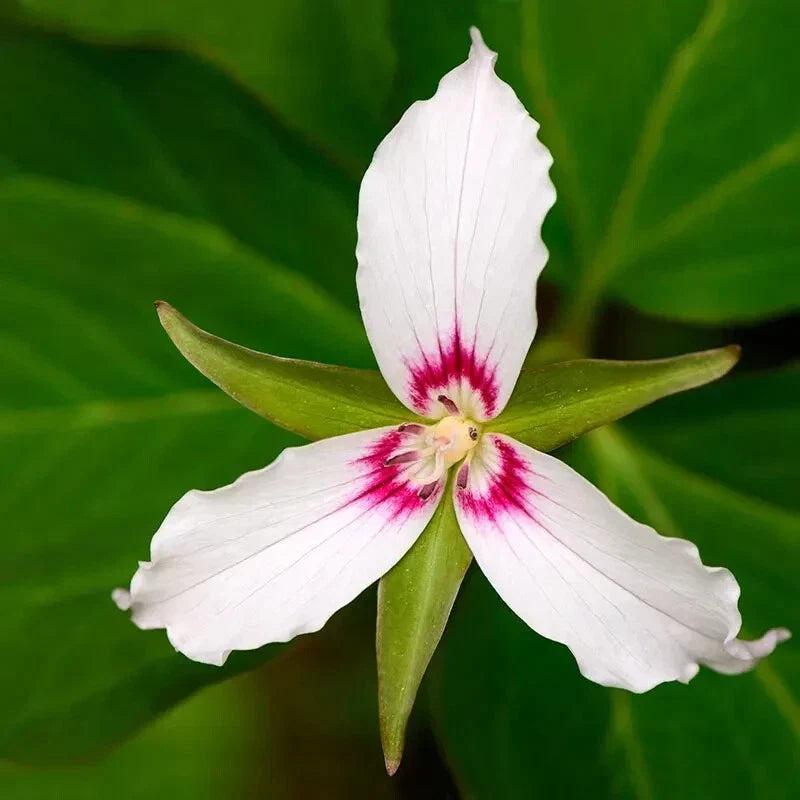 Painted Trillium Bare Root Live Plant - Trillium Undulatum, Perennial for Shade Gardens, White Flowers, Woodland Ground Cover