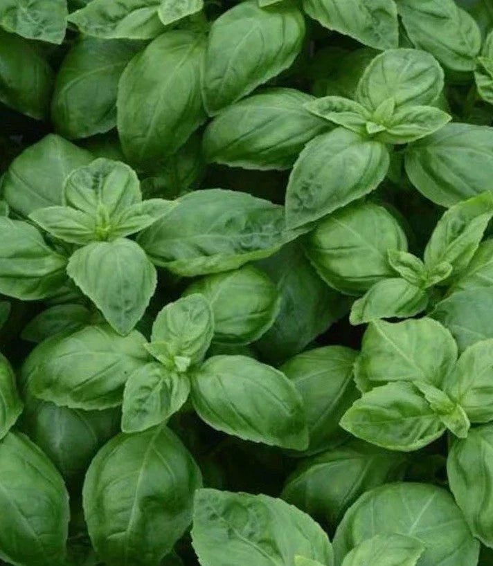 Sweet Italian Basil Live Plant Bundles - Organic Edible Herb, Ocimum basilicum, Indoor & Outdoor Gardening