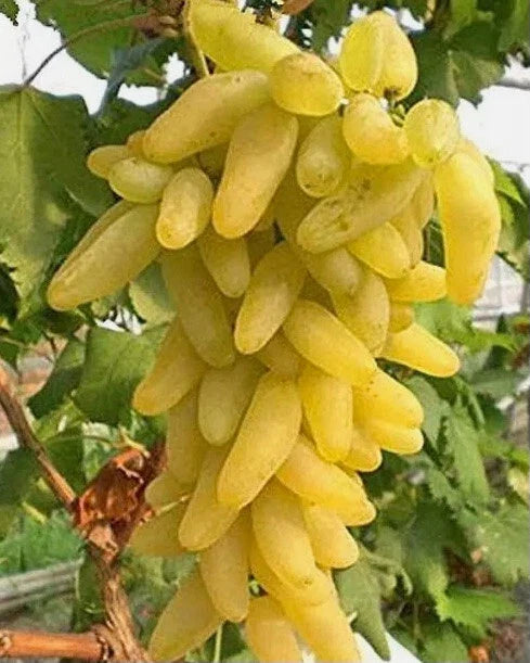 Golden Fingers Grapes Cuttings - 3 Vitis vinifera Deciduous Vine for Home Gardening and Fruit Production