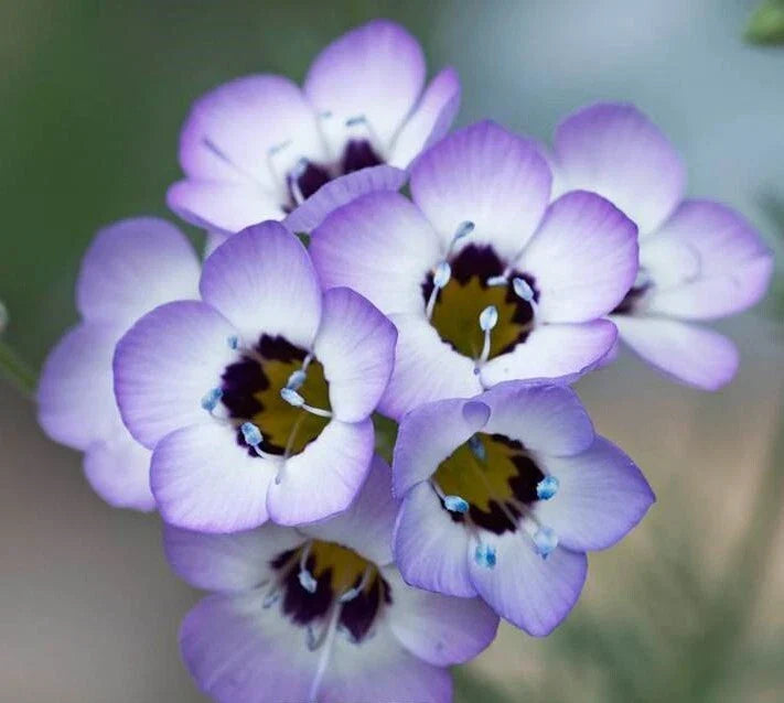 Bird's Eye Flower Seeds - 1000+ Lavender Wildflower Seeds for Drought-Tolerant Gardens - Gilia tricolor