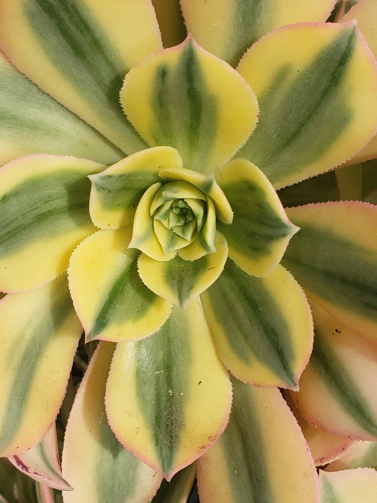 Aeonium Sunburst 6" Potted Succulent Plant with Variegated Green and Yellow Foliage, Indoor Outdoor Decor, Aeonium 'Sunburst'