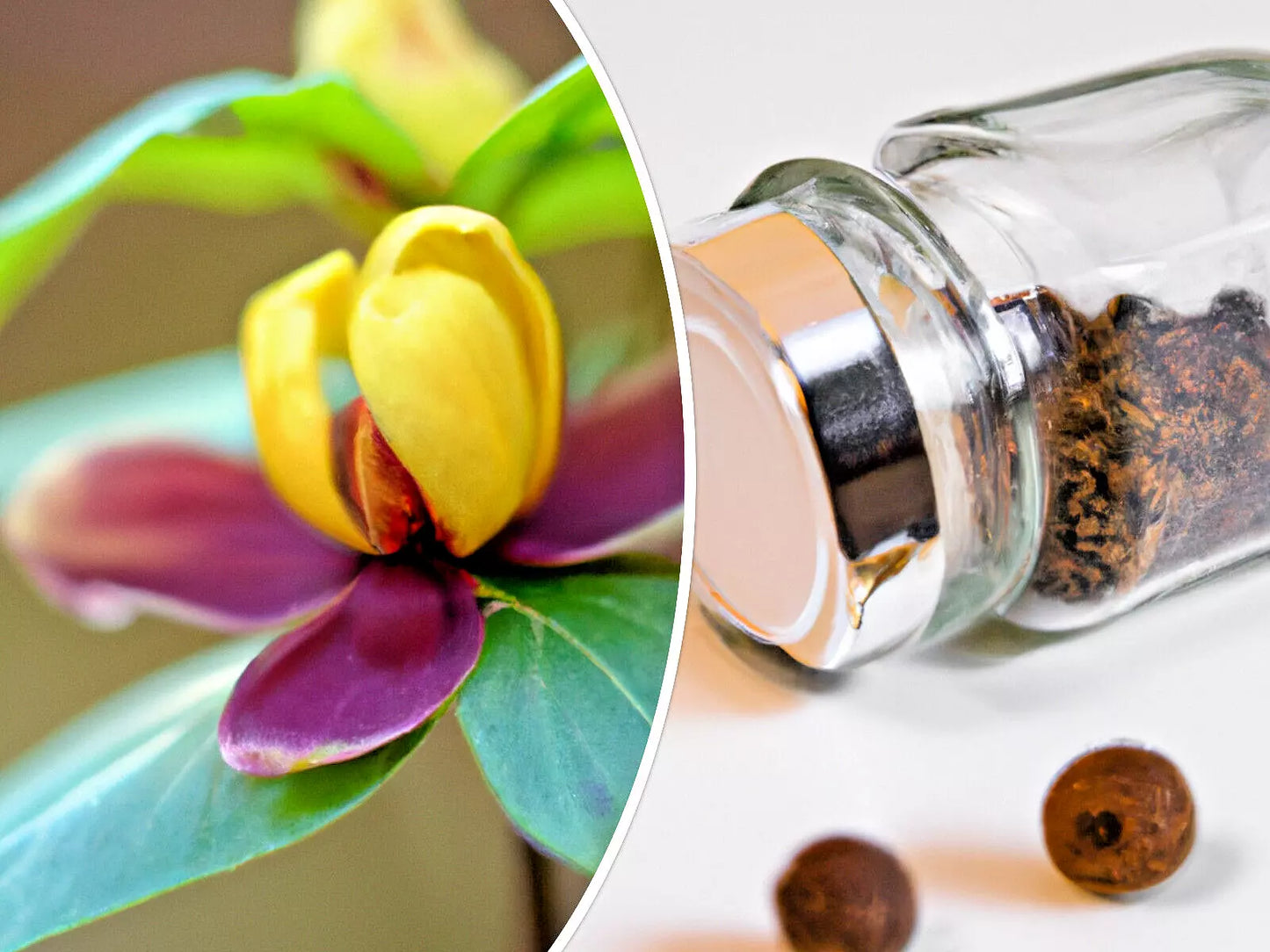 Carolina Allspice Seeds - 10 Sweetshrub Planting Seeds - Fragrant Spice Bush - Calycanthus floridus - Garden Shrubs