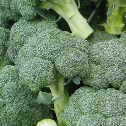 Broccoli Seeds 300+ Count Green Sprouting Calabrese Brassica oleracea Vegetable Garden Seeds Non-GMO Heirloom