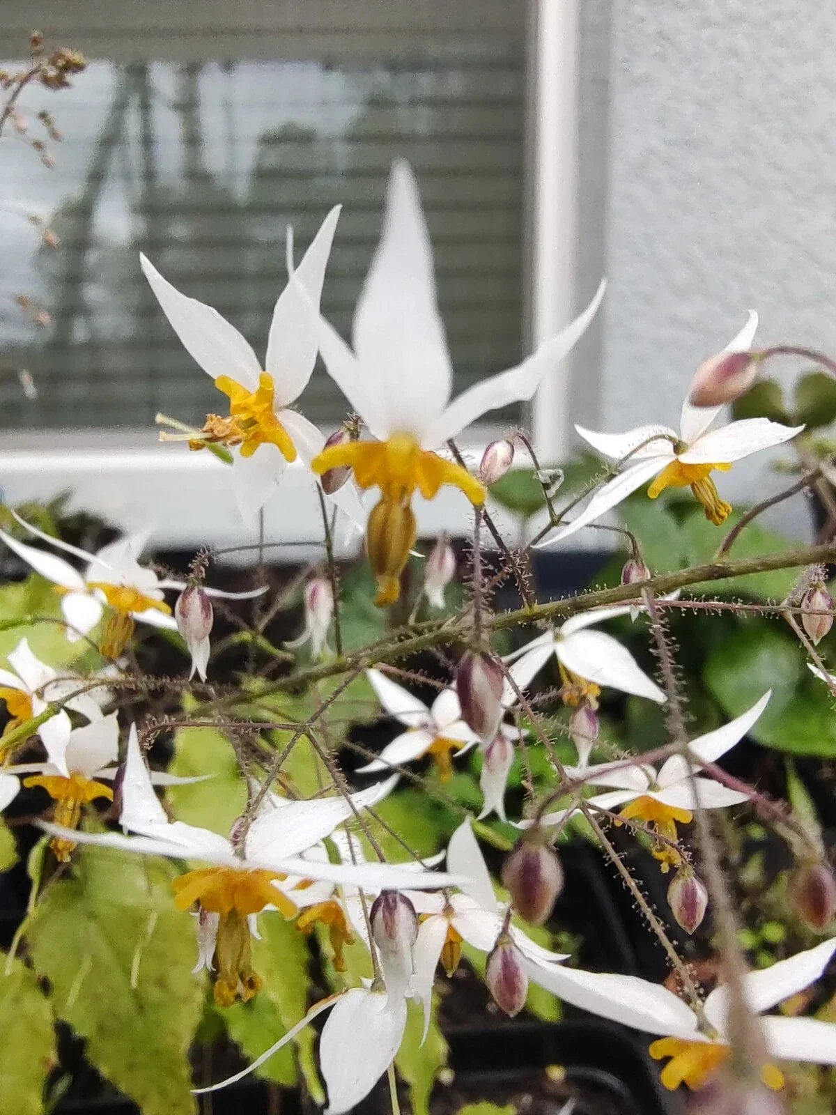 Epimedium Plant Ground Cover Drought Tolerant Perennial Barrenwort Epimedium spp.