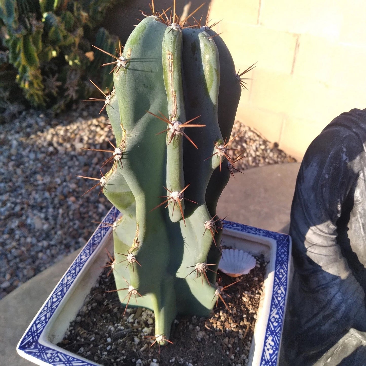 WICKED Blue 12" Cereus Peruvianus Monstrose Cactus Cutting – Unique Blue Succulent for Indoor and Outdoor Decor