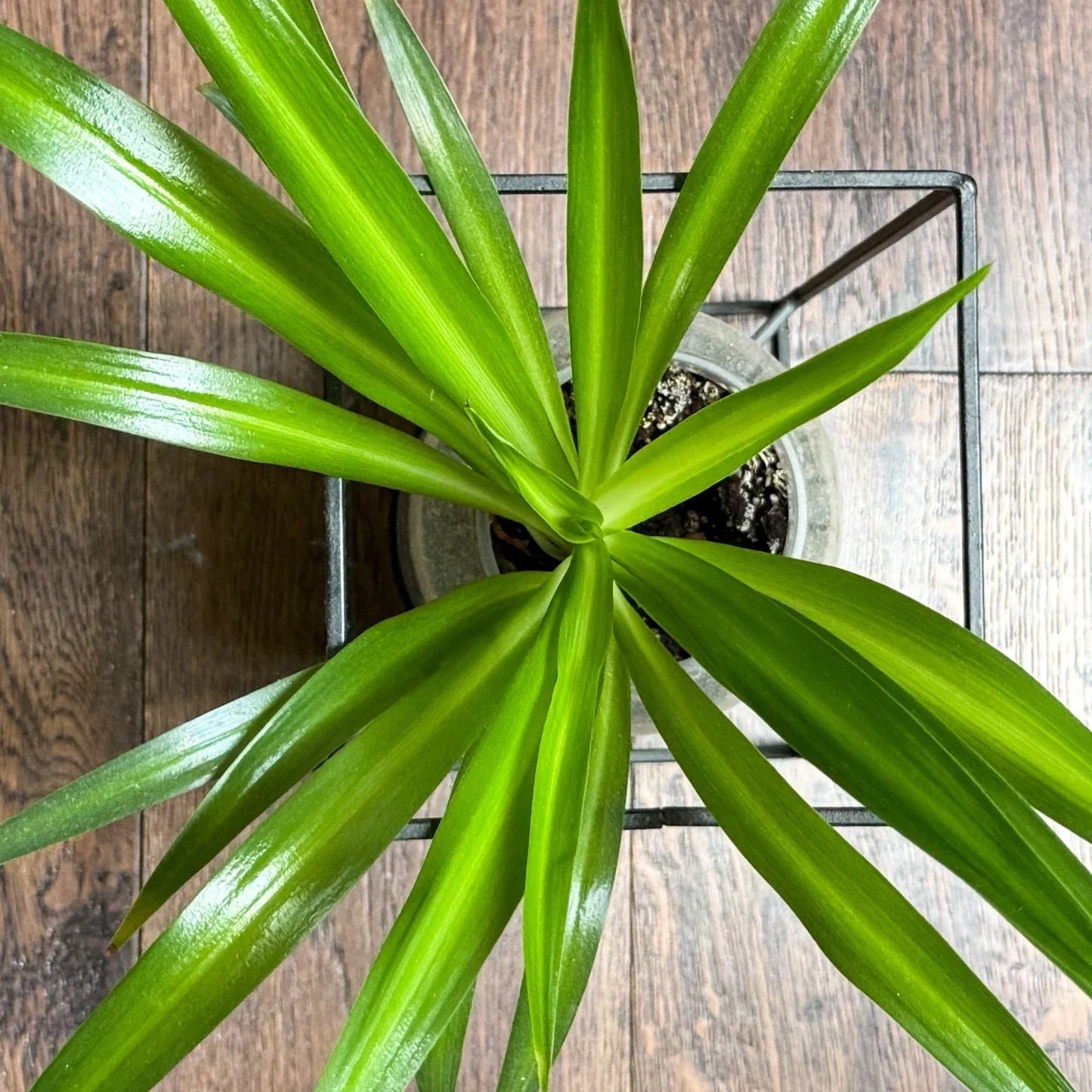 Solid Green Spider Plant Pups 3-5" | Chlorophytum Comosum | Indoor Plant Cuttings for Home Decor & Gardening
