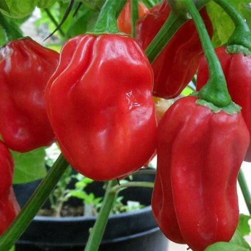Red Habanero Pepper Seeds – Heirloom Non-GMO Capsicum chinense for Home Gardening, Spicy Chili Peppers, Pack of 20