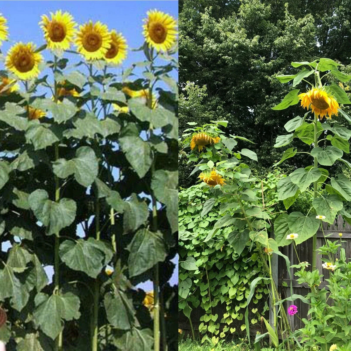 Mammoth Black Russian Sunflower Seeds - Organic Annual - Helianthus annuus - 26+ Seeds for Garden & Pollinator Attraction