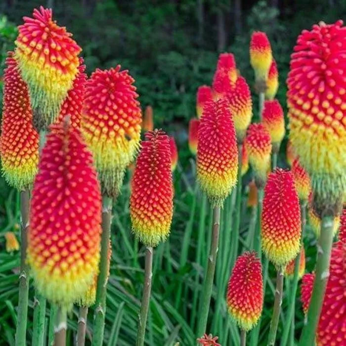 Royal Castle Torch Lily Seeds – Kniphofia uvaria Perennial Flower Pack of 25 for Sunny Gardens, Attracts Pollinators