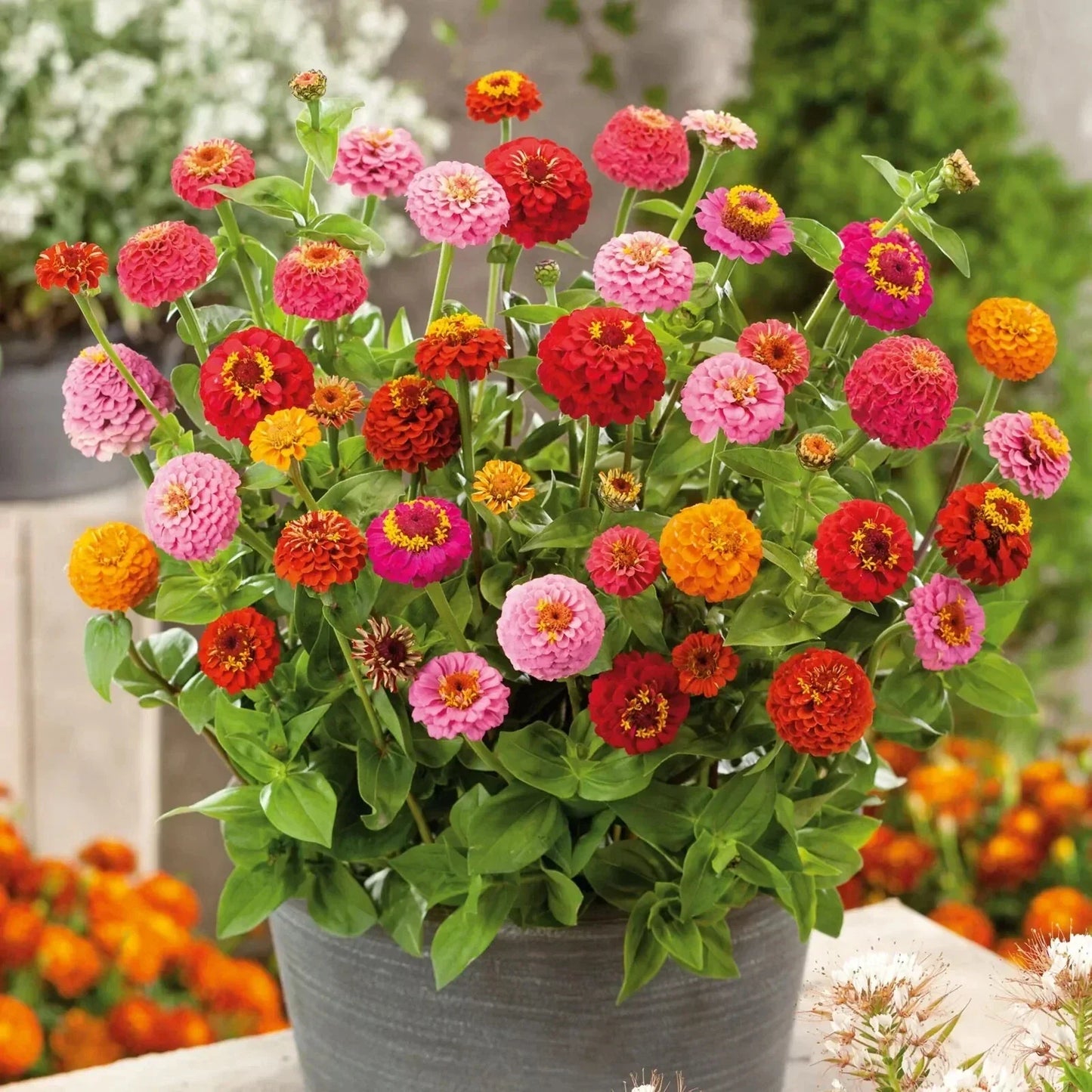 Thumbelina Dwarf Zinnia Seeds Pack of 100+ - Colorful Zinnia elegans Flowers for Gardens & Containers