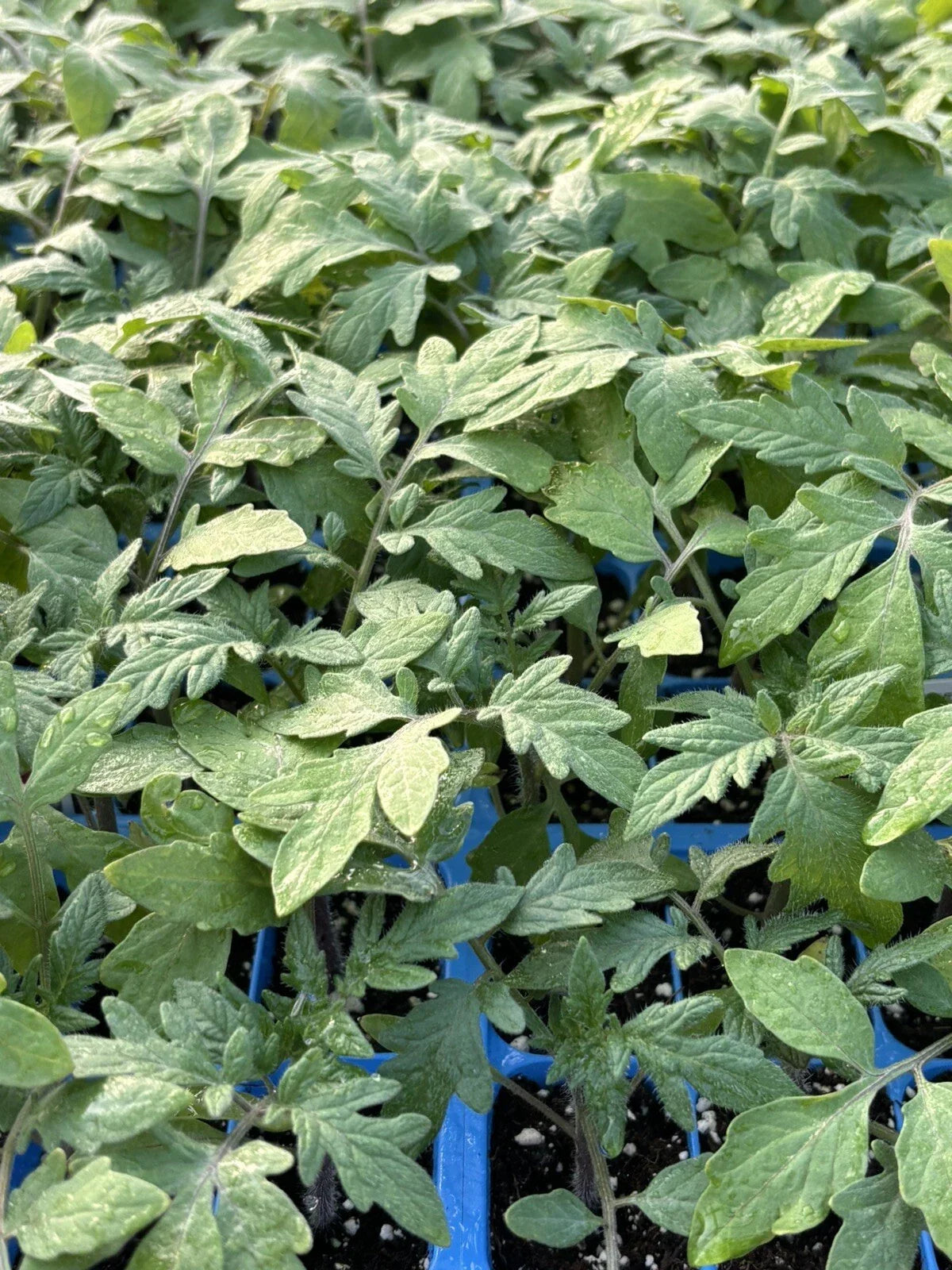 Big Beef Tomato Live Plants - Lot of 2, High-Yield Solanum lycopersicum, 6-10 Inch Vegetable Plants for Home Garden & Container Growing