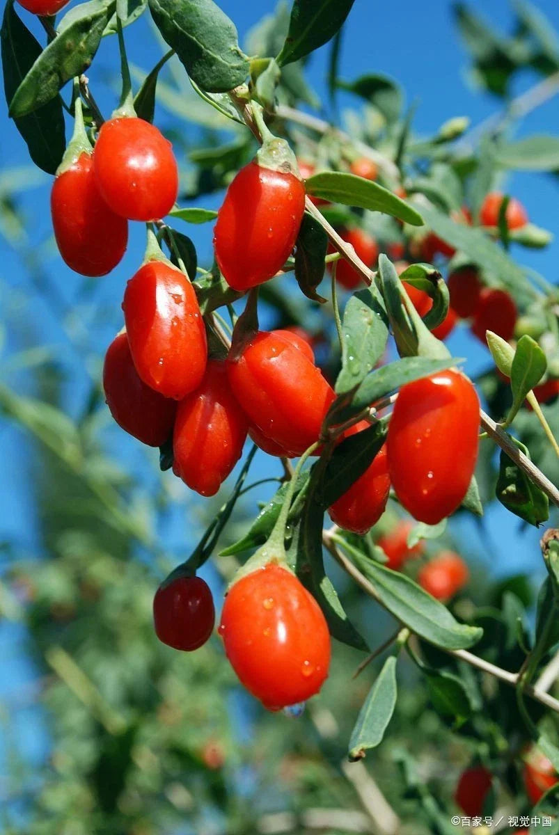 Goji Berry Live Starter Plant – Well Rooted Lycium barbarum for Home Garden, Nutritional Red Berries