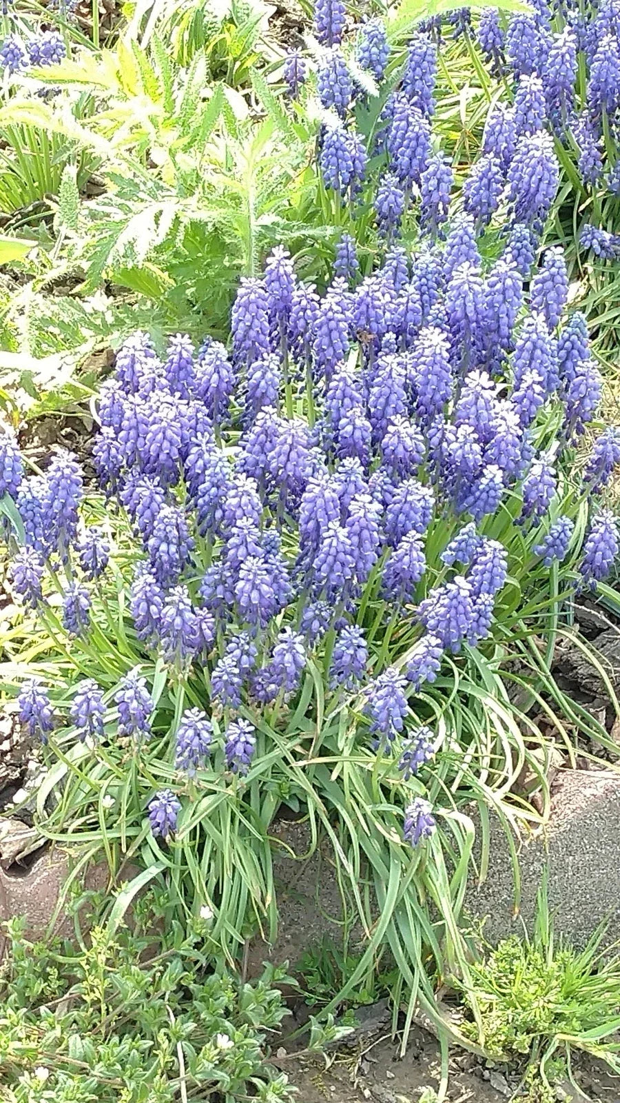 Grape Hyacinth Bulbs Bare Root 10 Muscari armeniacum Bluebells Perennial Flower for Garden, Borders, Containers