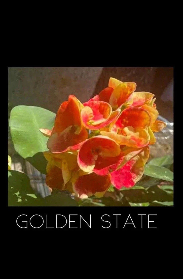 Crown of Thorns Plant - Golden State Variety - Rooted Euphorbia Milii - Indoor Outdoor Succulent with Yellow Flowers