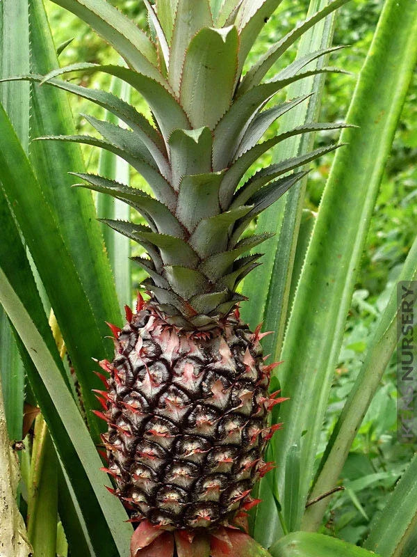 Smooth Cayenne Pineapple Seeds - Pack of 15 Ananas comosus Garden Seeds for Home Growing, Tropical Fruit, Heirloom, USA Grown