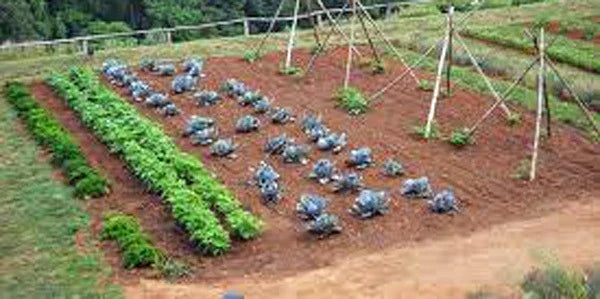Heirloom Vegetable Seeds Collection 30 Varieties Non-GMO for Home Garden, Raised Beds & Containers