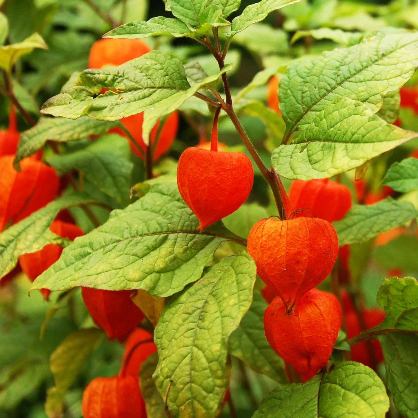 Chinese Lantern Plant Seeds - Physalis Alkekengi Red Orange Lanterns - Perennial Garden Seeds for Borders & Pollinator Attraction