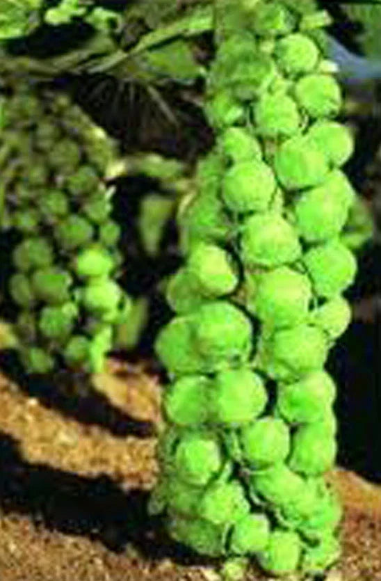 Brussels Sprouts Seeds, Heirloom Churchill Variety, Organic Brassica oleracea var. gemmifera, Compact, Early Harvest, 25+ Seeds
