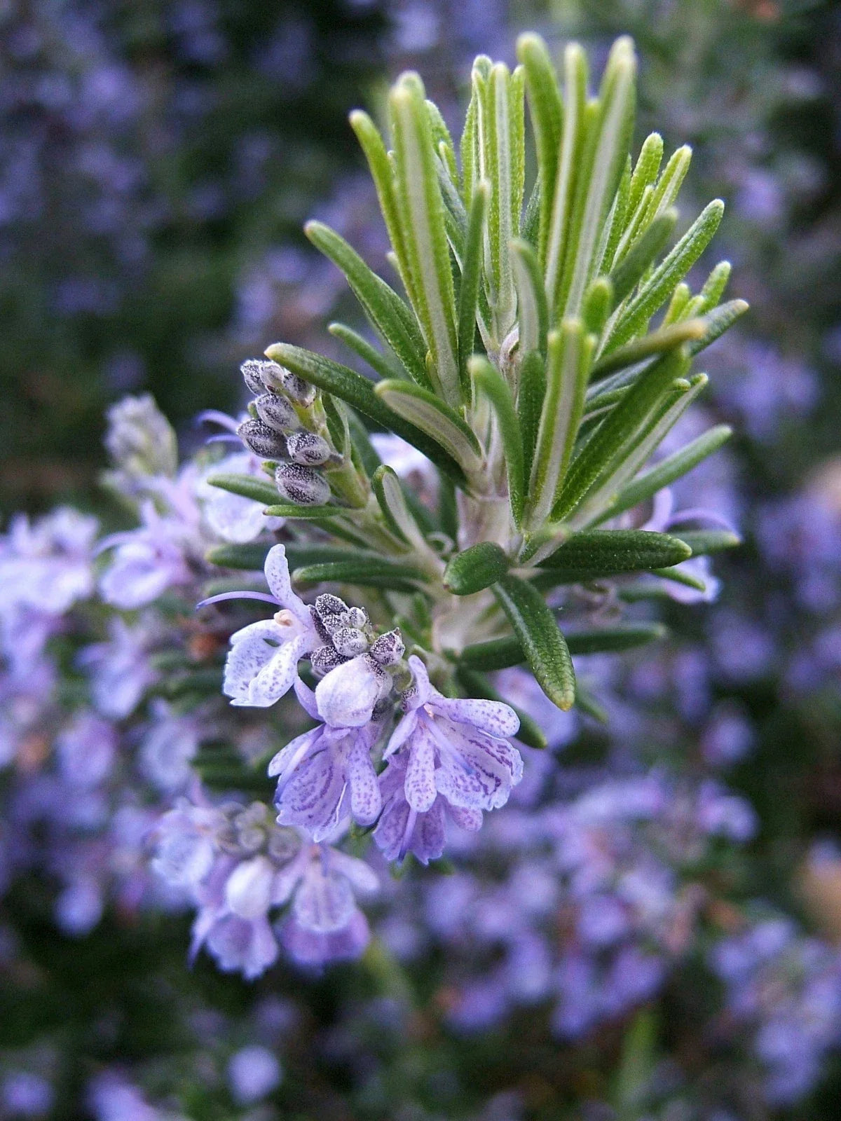 Rosemary Seeds - Non-GMO Heirloom Variety - Culinary Herb - Salvia rosmarinus - Multiple Sizes