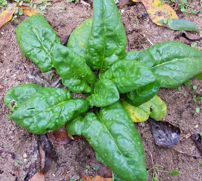 Spinach Seeds Pack of 100 Bloomsdale Long Standing Heirloom Non-GMO Spinacia oleracea for Garden, Container, or Bed Planting