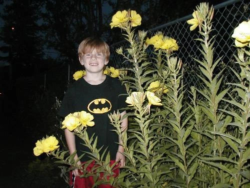 Primrose Evening Seeds 1000 Pack, Reseeds Easily, Oenothera biennis, Perennial Flower for Gardens, Borders & Containers