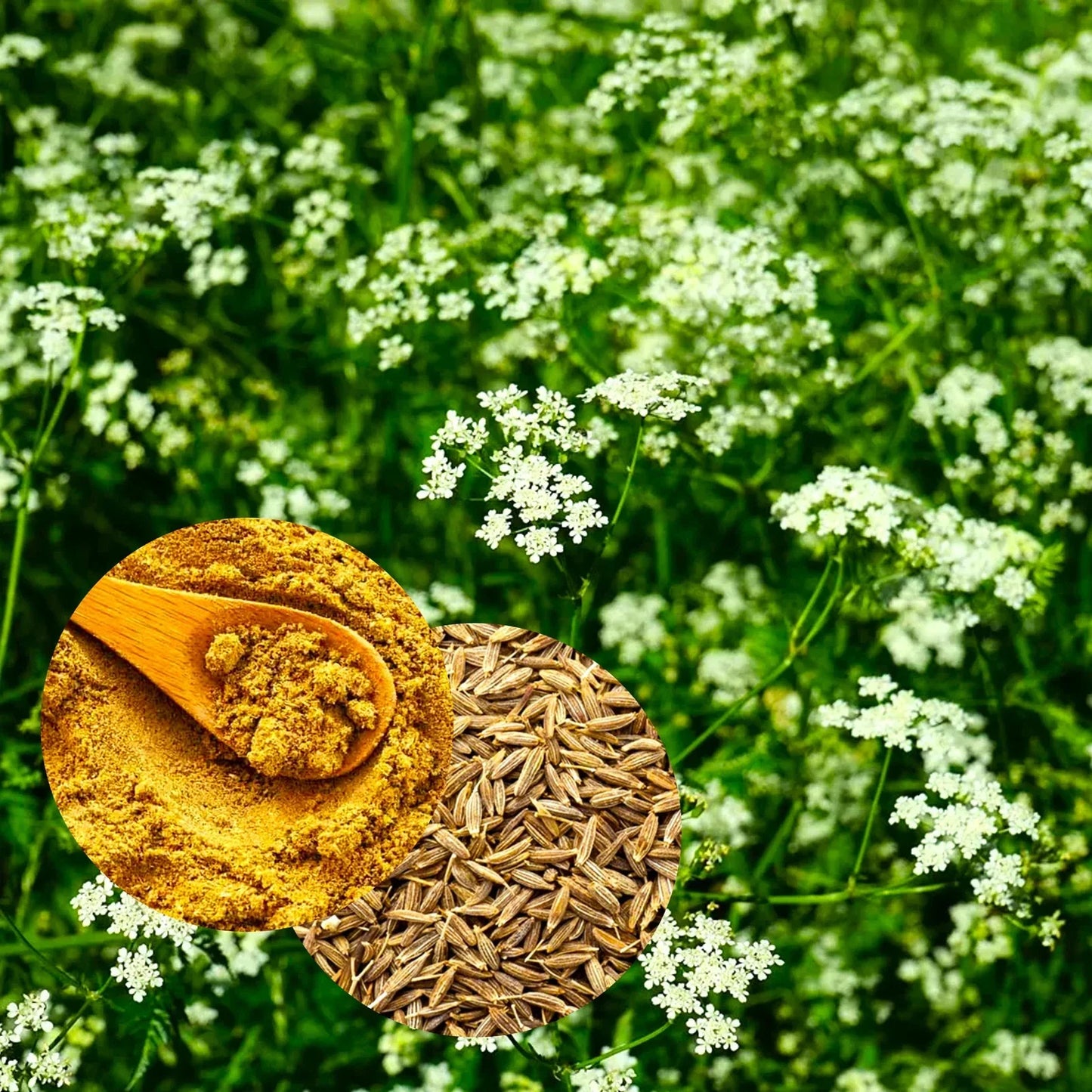 Cumin Seeds for Planting - Brown Jeera Zeera - Indian Cuminum cyminum - Organic, Non-GMO, High Germination, for Home Gardens & Farming