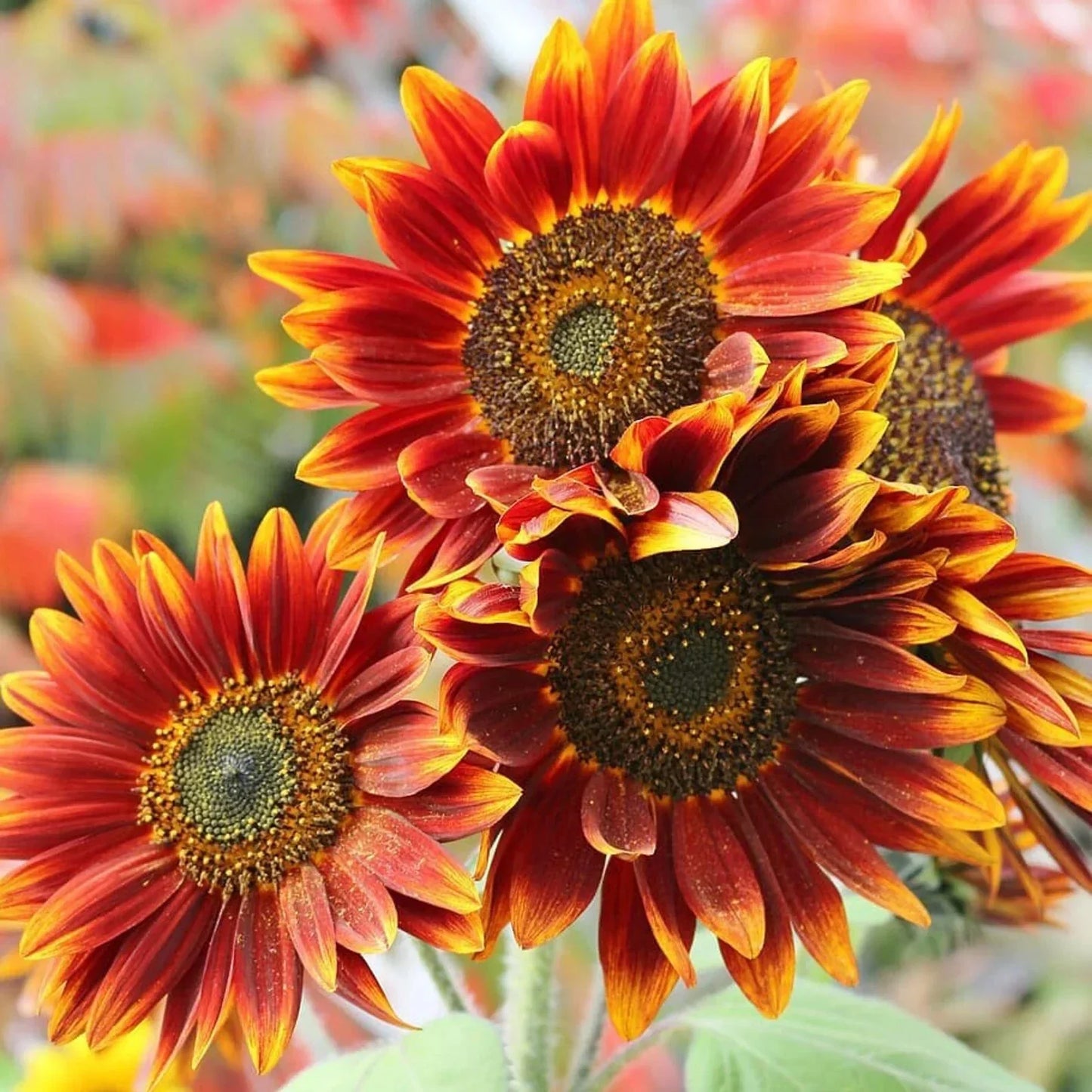 Autumn Beauty Sunflower Seeds 50pcs - Helianthus annuus Tall Bright Orange Red Yellow Flowers for Garden, Borders, Cut Flowers