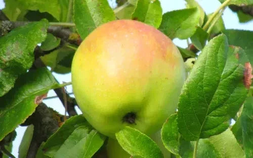 Cabarette Apple Seeds - 25+ Non-GMO Malus domestica for Garden Planting, Orchard, Full Sun, USA Grown