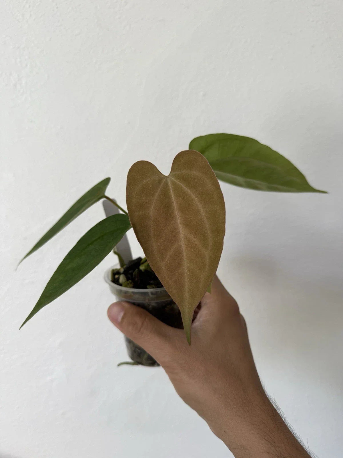 Anthurium Plant - Wide Velvet Leaf - Dark Phoenix X Indo Port & King of Spades - Tropical Houseplant
