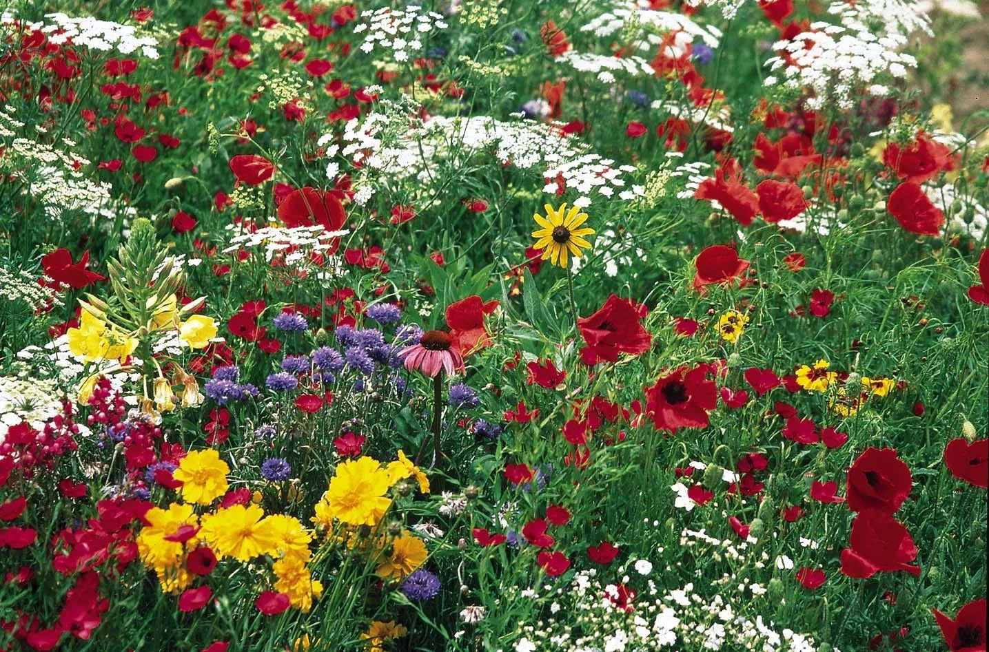 Butterfly Wildflower Mix - Native Pollinator Seeds for Gardens & Landscapes - Supports Butterfly Biodiversity - 1 oz Fresh Seed