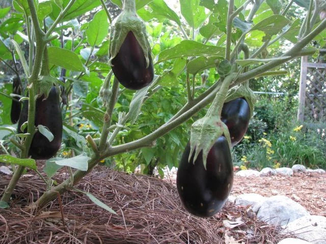 Eggplant Seeds - Black Beauty - Solanum melongena - Non-GMO, Heirloom Vegetable Seeds for Home Gardens, Full Sun, 30 Pack