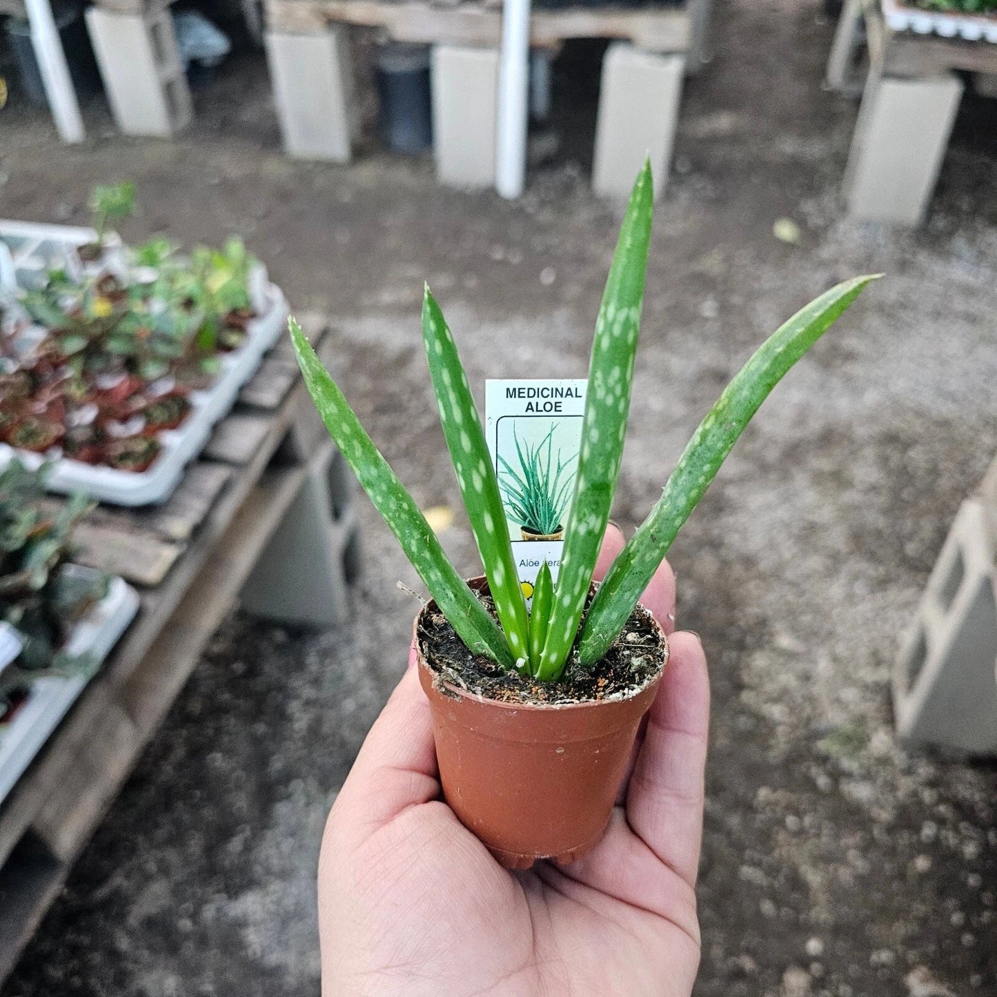 Aloe Vera Live Plant - 2in Succulent - Aloe Barbadensis - Indoor Easy Care Plant for Home, Office, Windowsill